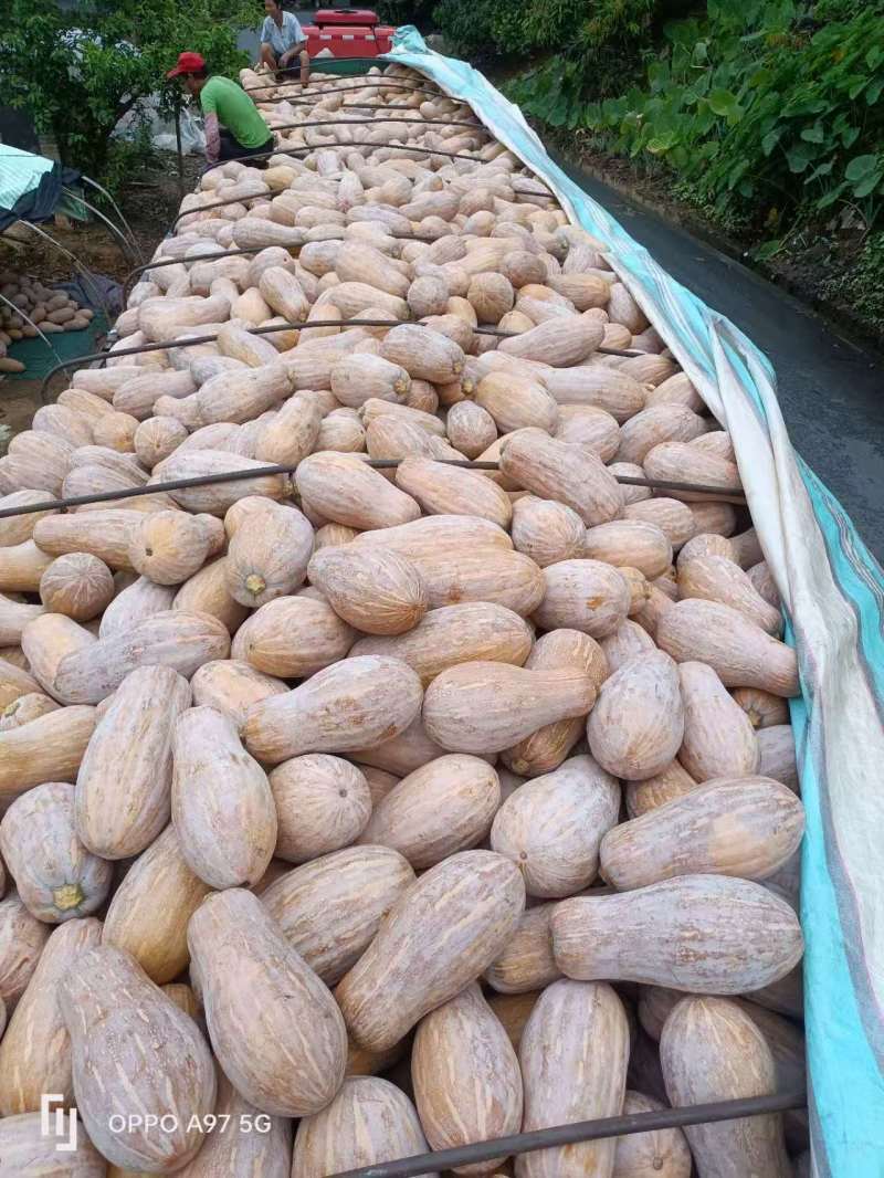 云南省红河州屏边县高山蜜本南瓜
