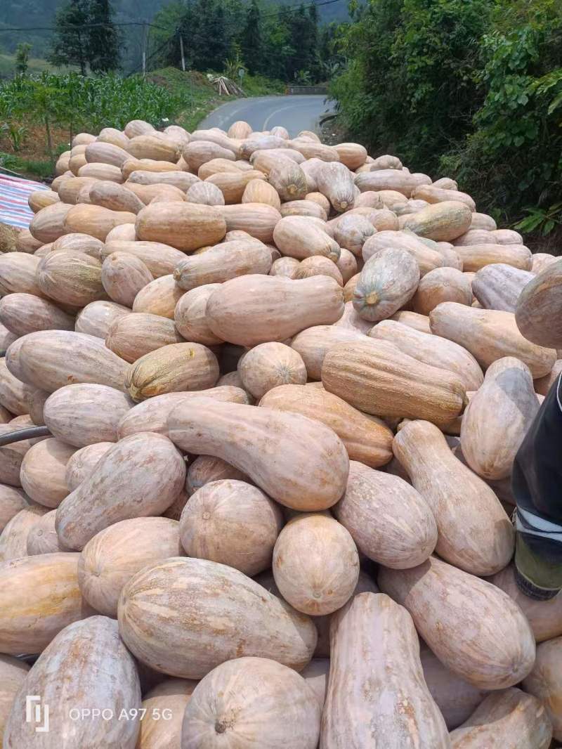 云南省红河州屏边县高山蜜本南瓜