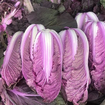 紫白菜