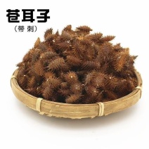 新货苍耳子苍耳实***无硫带熬水泡脚