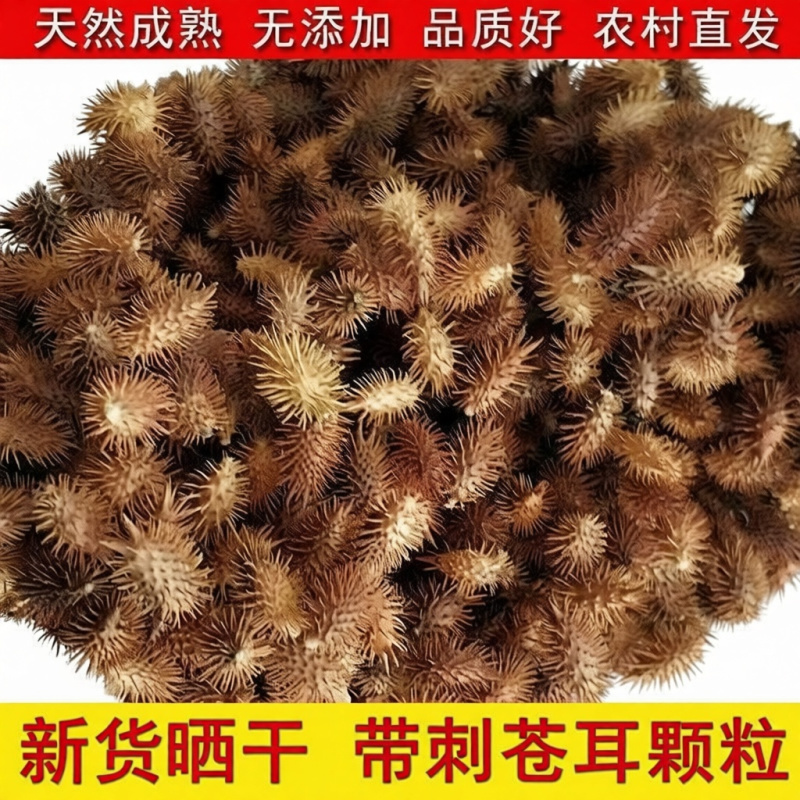新货苍耳子苍耳实无硫带熬水泡脚