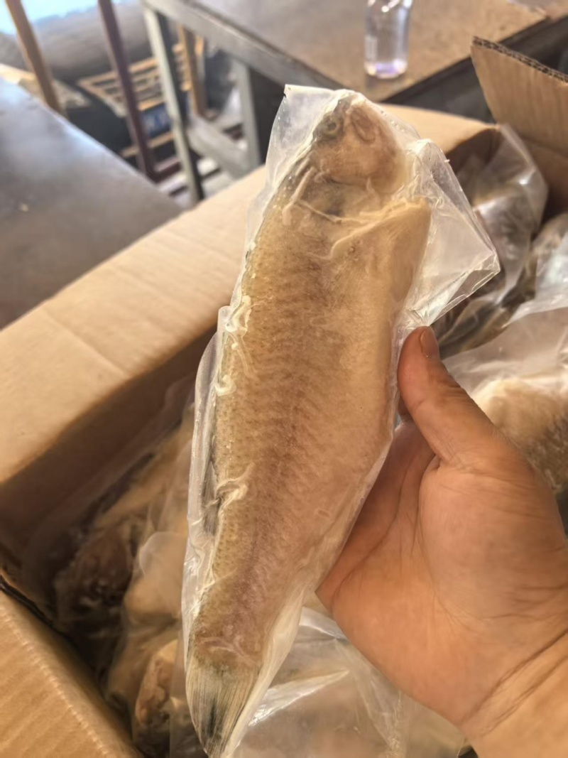 开背鲈鱼淡水鲈鱼300-400规格电商餐饮批发