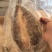 开背鲈鱼淡水鲈鱼300-400规格电商餐饮批发