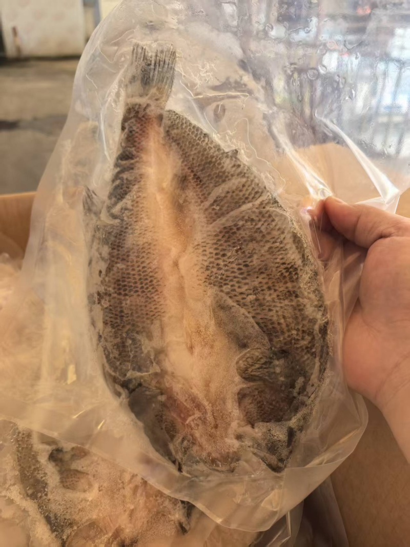 开背鲈鱼淡水鲈鱼300-400规格电商餐饮批发