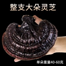 北国雪珍灵芝批发紫灵芝片林芝半野生长白山切片泡酒食药用