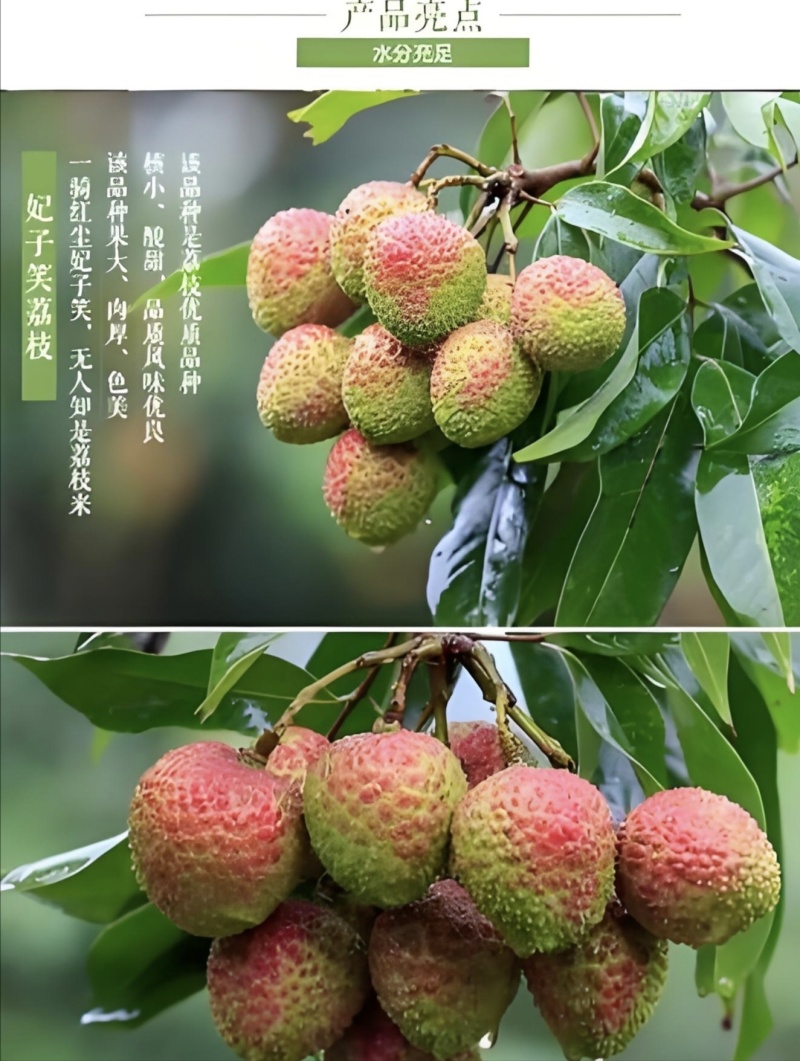 广东原产地妃子笑荔枝产地直发市场商场电商老板欢迎洽谈采购