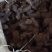 通货猪苓出售