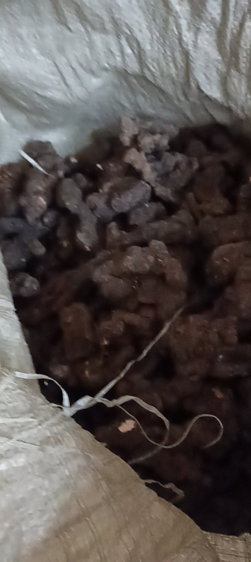 通货猪苓出售