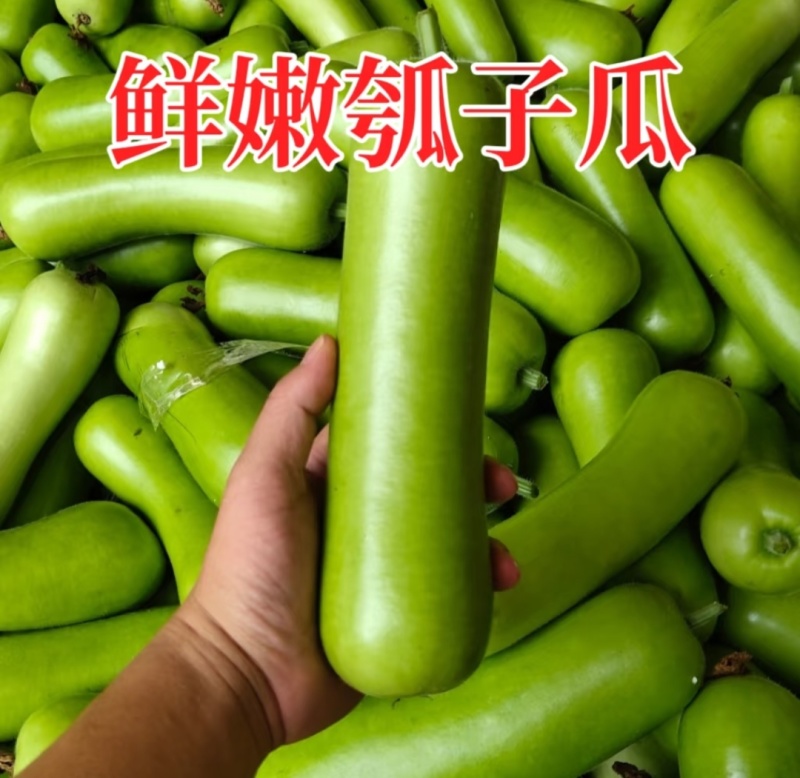 瓠子瓜河南瓠瓜，产地一手货源，保质保量，对接市场批发商