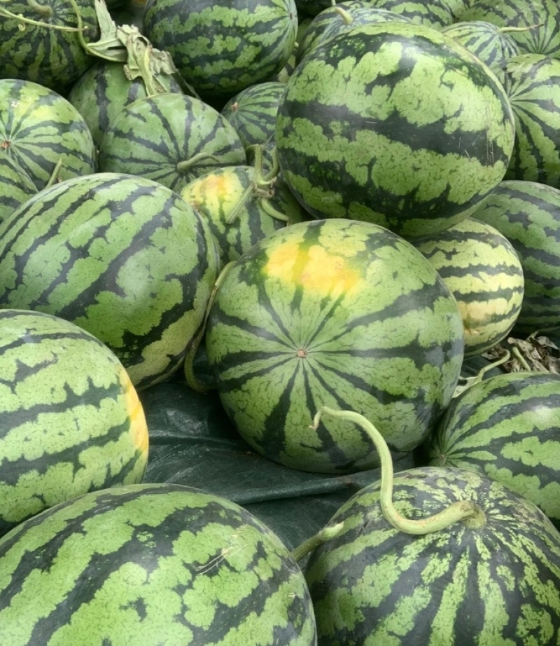 万亩甜王西瓜大量有货，包熟包甜基地发货，质量保证
