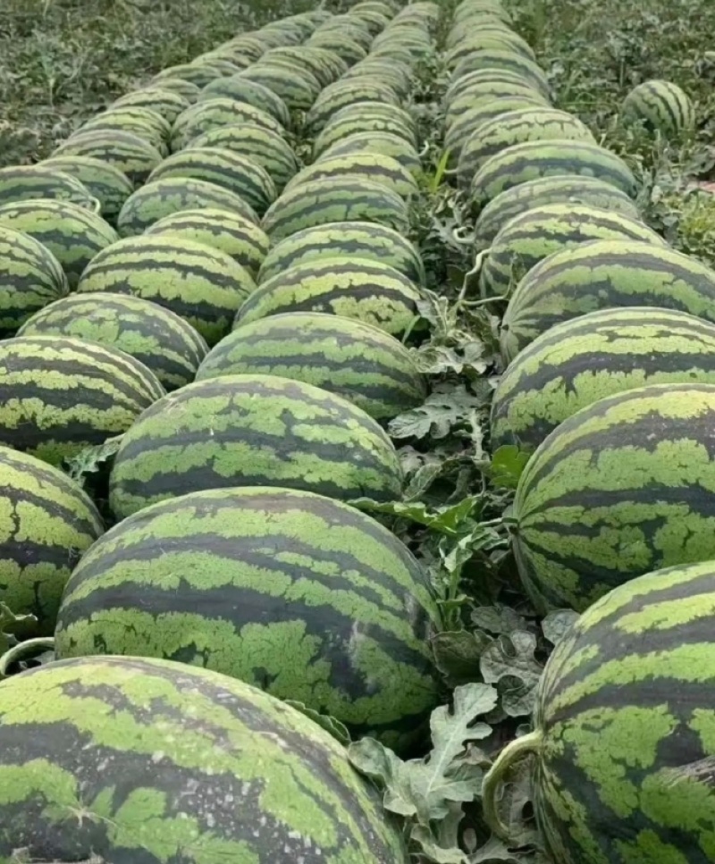 万亩甜王西瓜大量有货，包熟包甜基地发货，质量保证