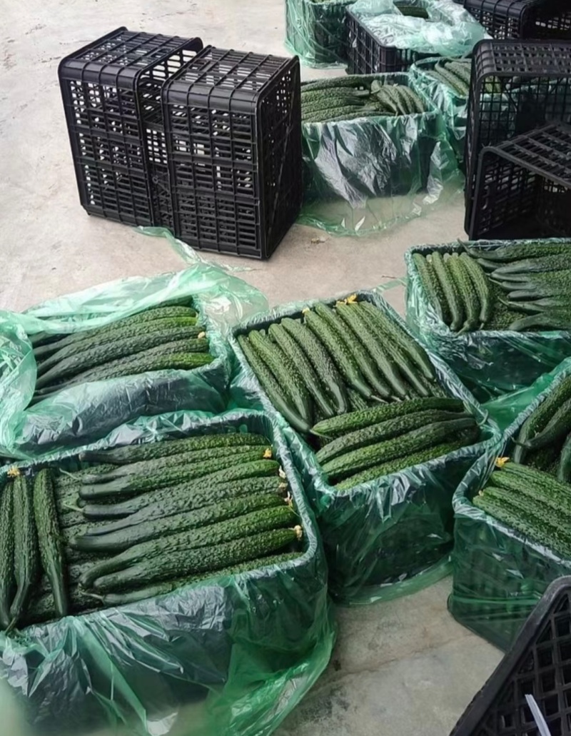 密刺黄瓜，河南黄瓜，大量现货供应，品质保证，对接市场批发