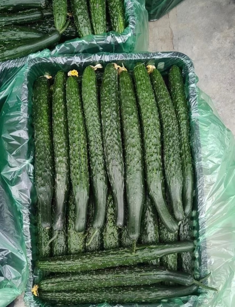 密刺黄瓜，河南黄瓜，大量现货供应，品质保证，对接市场批发