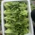 本地生菜大量有货
