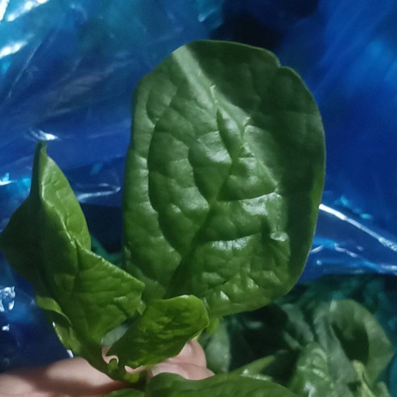 落葵
