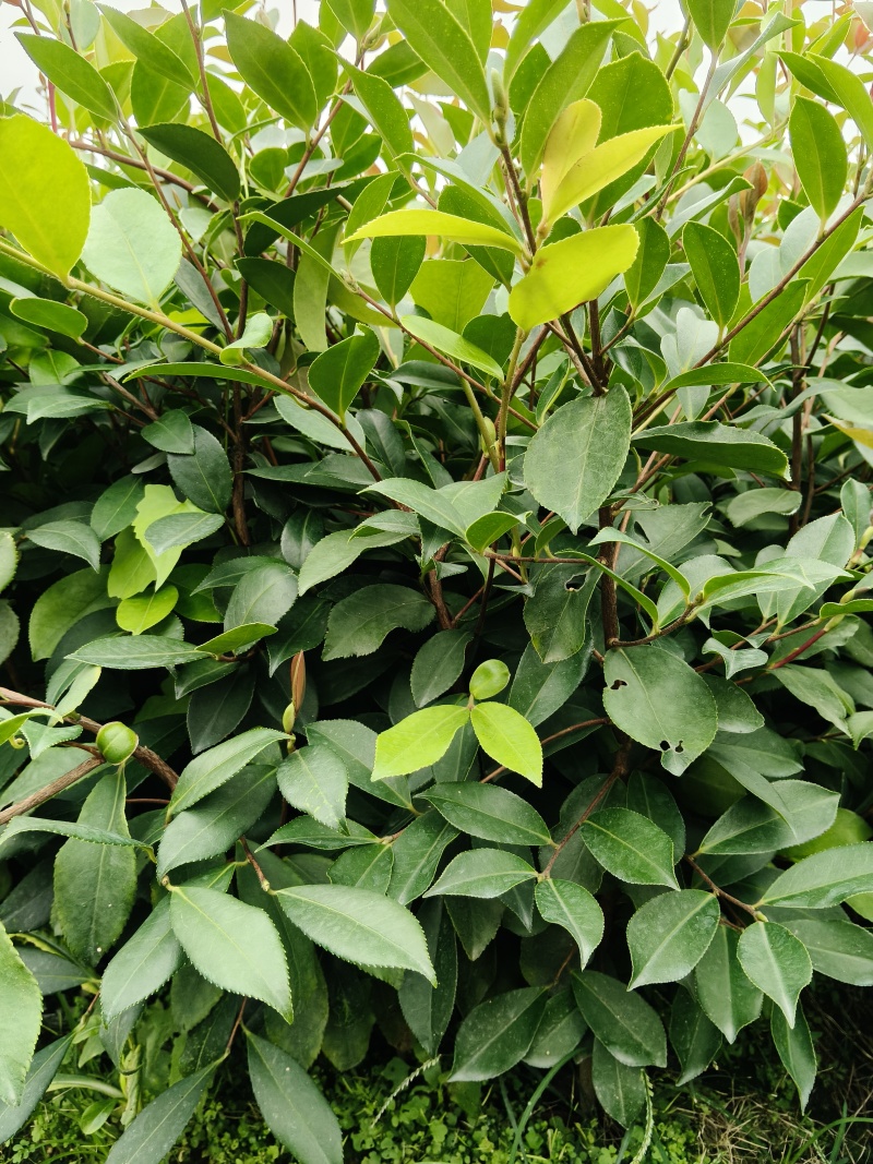 油茶苗
