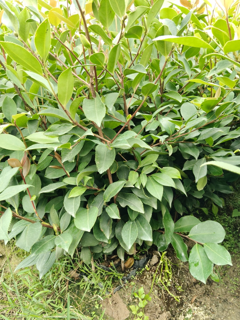 油茶苗