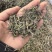 中草药，朱朱央