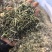 中草药，朱朱央