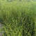 优质亚麻林睿1号江苏大丰产地直销优质油用亚麻原料