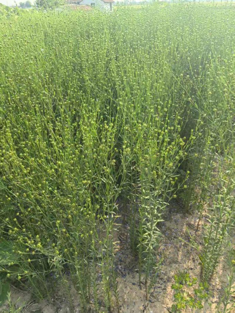 优质亚麻林睿1号江苏大丰产地直销优质油用亚麻原料
