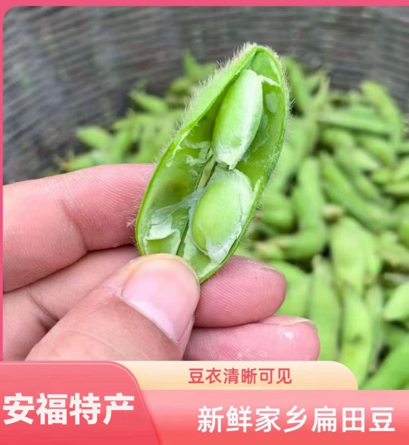 安福毛豆新鲜露天带壳青豆农家本地青毛豆
