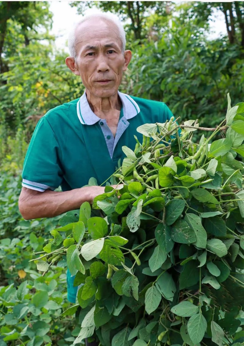 安福毛豆新鲜露天带壳青豆农家本地青毛豆