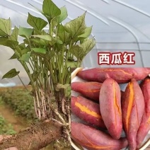 西瓜红红薯苗大量供应品质保证诚信经营欢迎老板来电