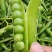 本地豌豆豆粒饱满
