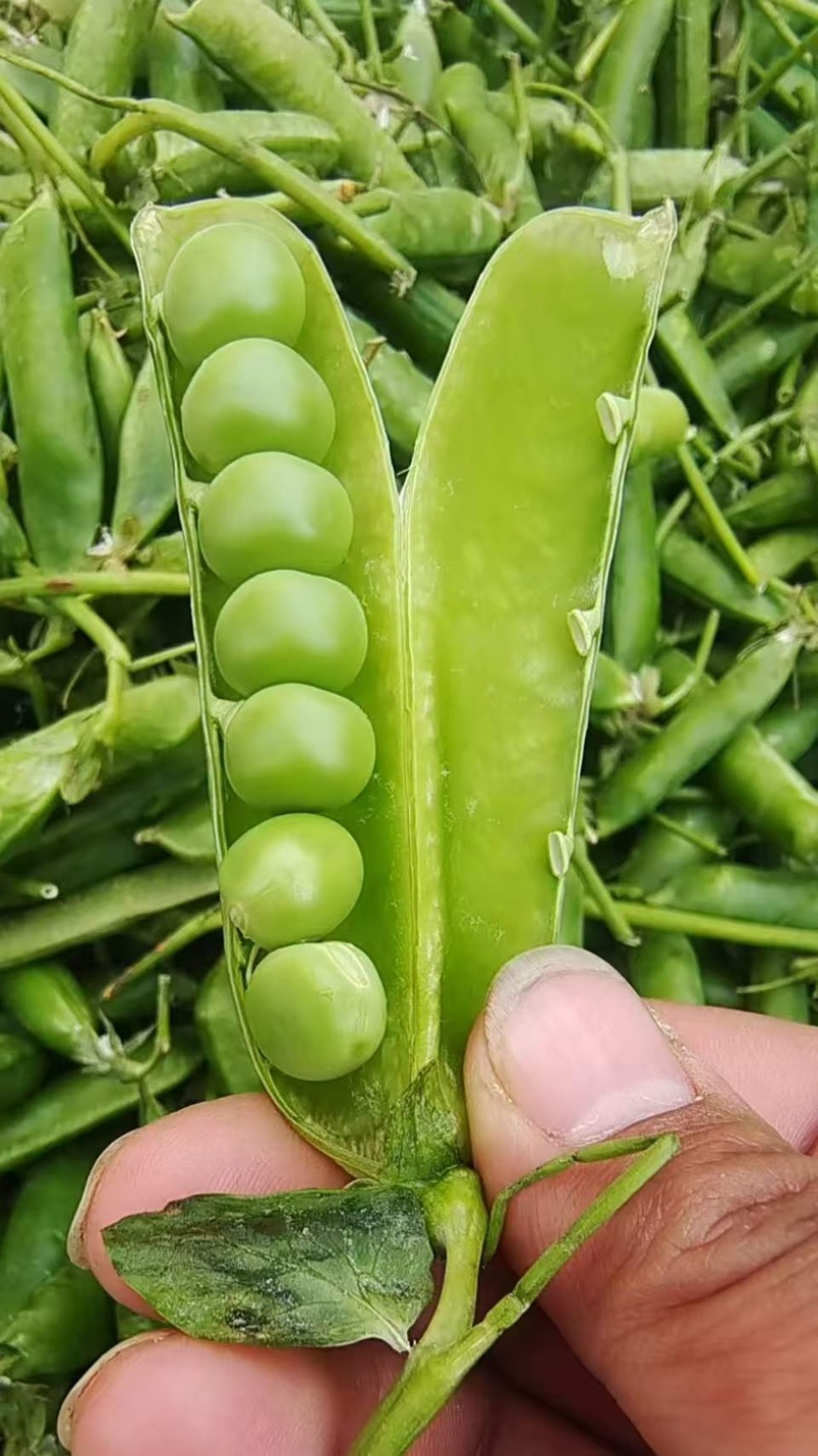 本地豌豆豆粒饱满