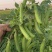 本地豌豆豆粒饱满