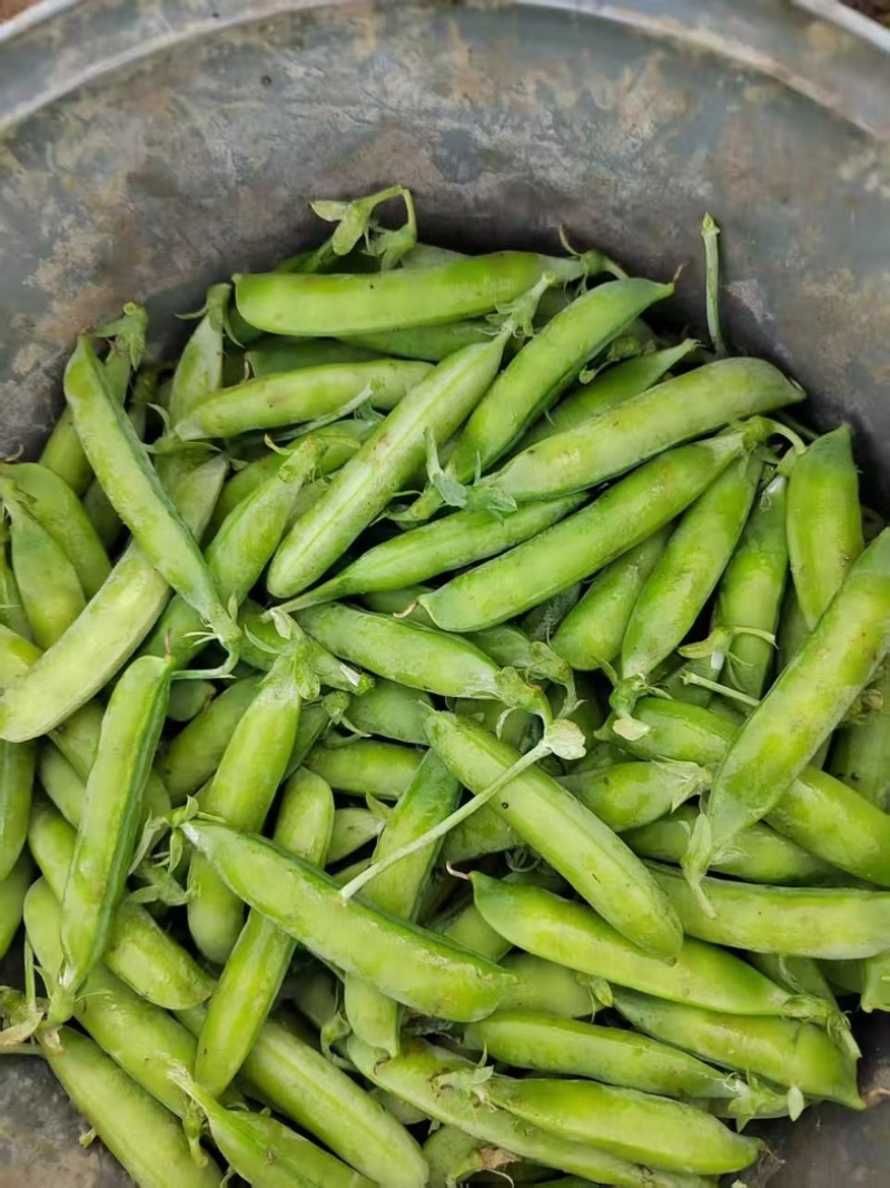 本地豌豆豆粒饱满