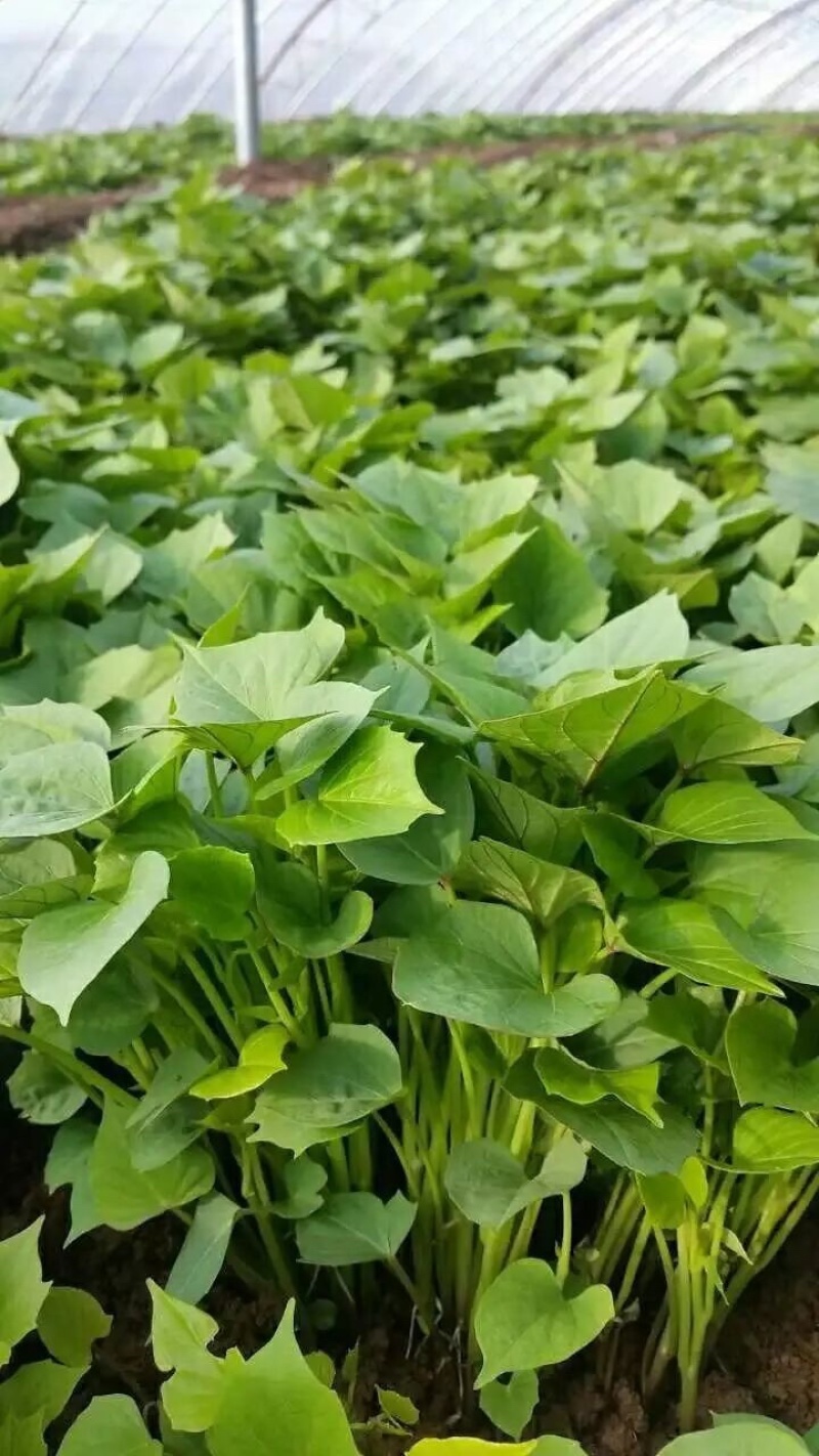 山东济宁紫薯苗开始上市了品质保证诚信经营欢迎来电