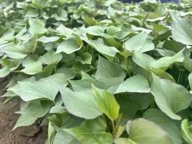 山东济宁紫薯苗开始上市了品质保证诚信经营欢迎来电