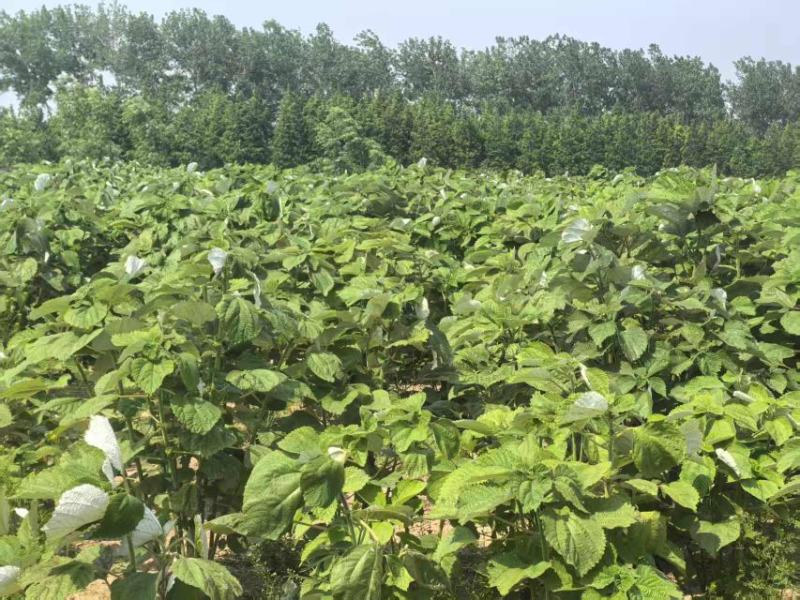 优质苎麻丰株1号江苏大丰区产地直发支持视频看货