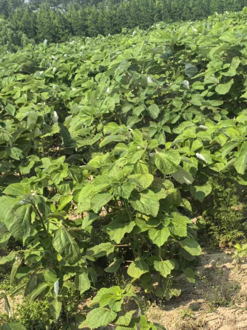 优质苎麻丰株1号江苏大丰区产地直发支持视频看货