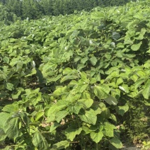 优质苎麻丰株1号江苏大丰区产地直发支持视频看货