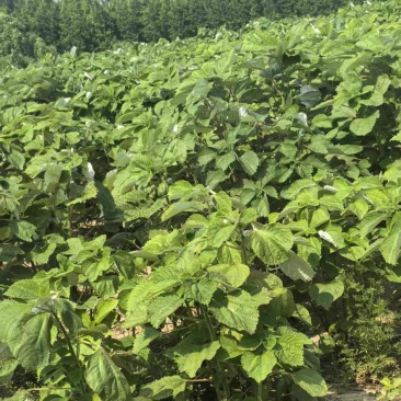 优质苎麻丰株1号江苏大丰区产地直发支持视频看货