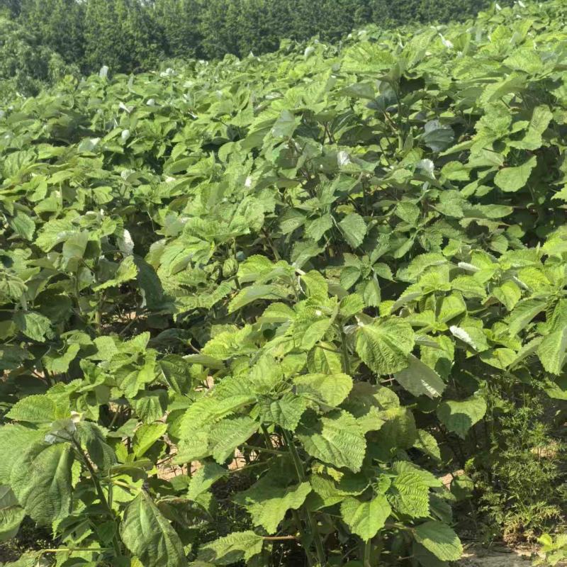 优质苎麻丰株1号江苏大丰区产地直发支持视频看货