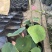 山东青州水生植物