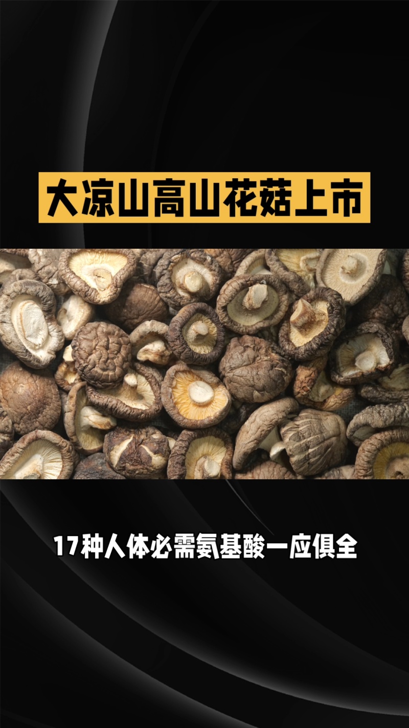 大凉山花菇