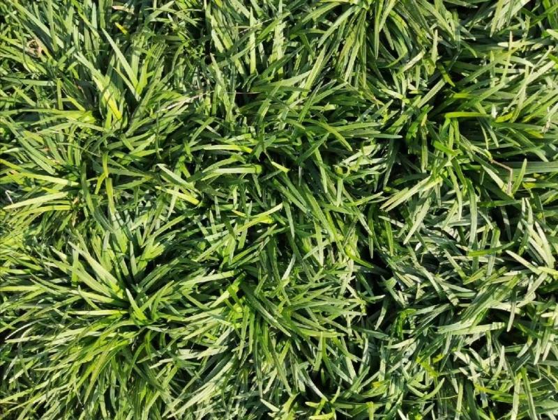 细叶麦冬草四川绵阳三台县产地直发绿化草坪
