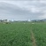 细叶麦冬草四川绵阳三台县产地直发绿化草坪