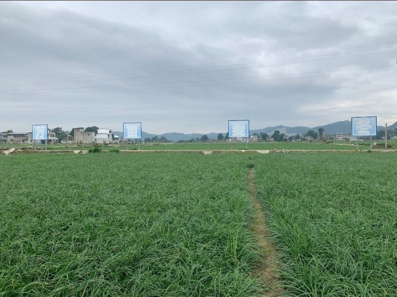 细叶麦冬草四川绵阳三台县产地直发绿化草坪