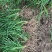细叶麦冬草四川绵阳三台县产地直发绿化草坪