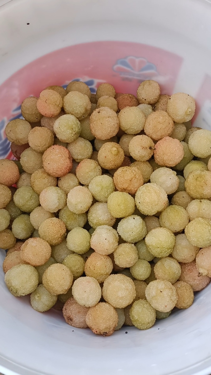 白杨梅（水晶杨梅）