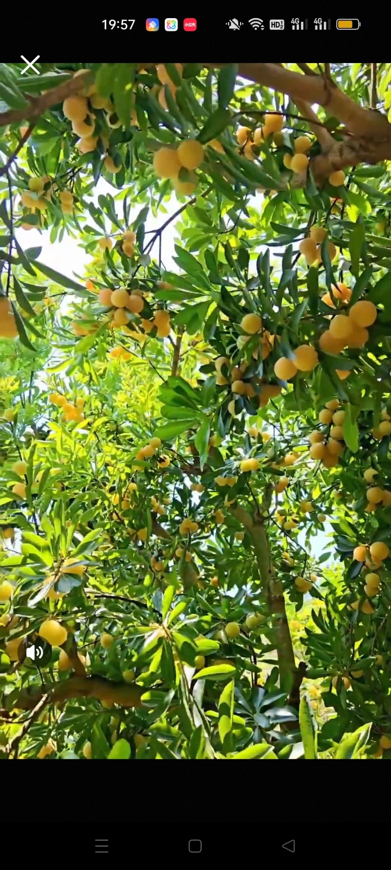 白杨梅（水晶杨梅）