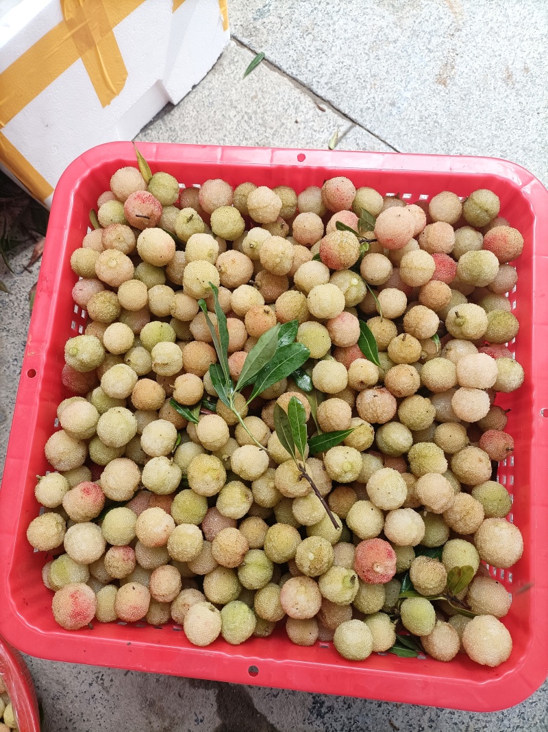 白杨梅（水晶杨梅）