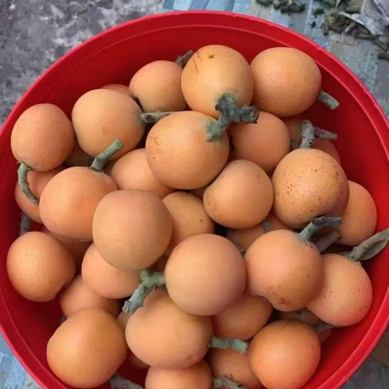 黄华大五星枇杷
