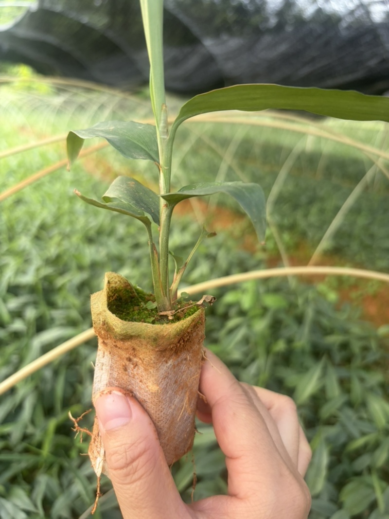 益智苗